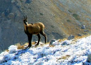 camoscio d'abruzzo