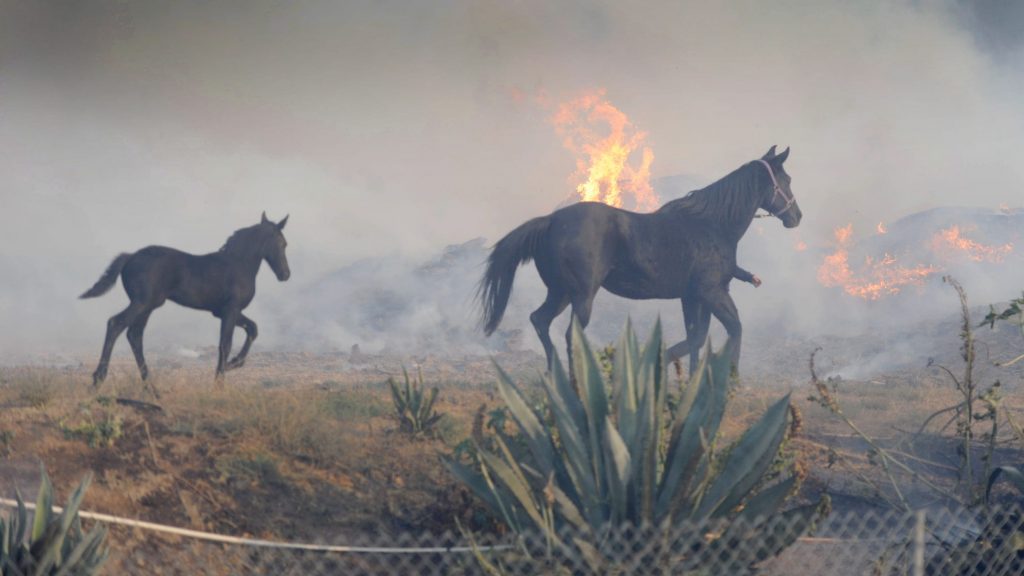 incendi california