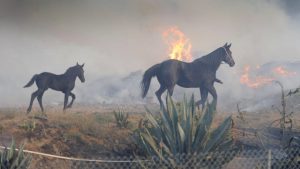 incendi california
