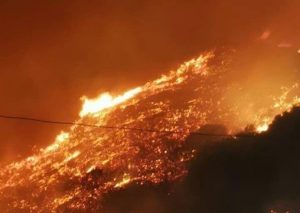 incendio arborea
