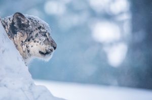 leopardo delle nevi
