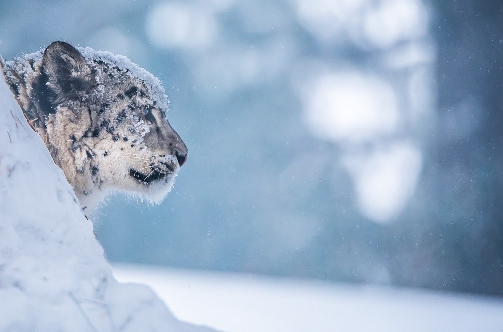 leopardo delle nevi