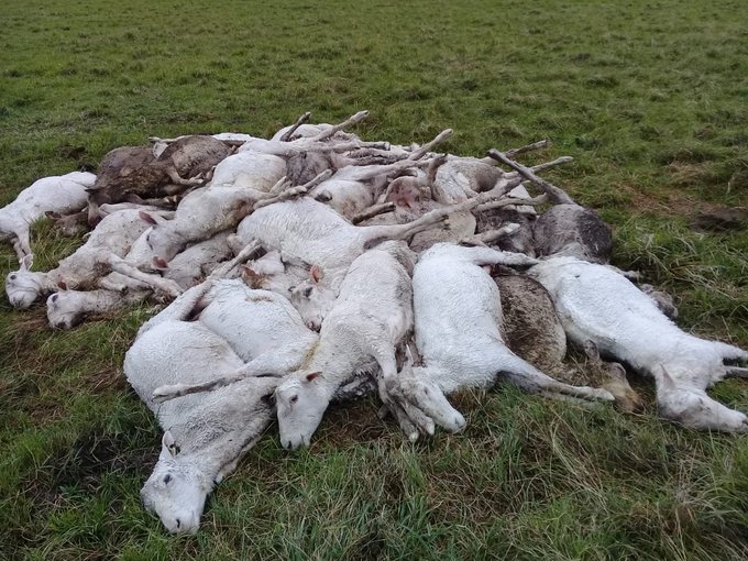 pecore morte ipotermia argentina