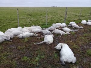 pecore morte ipotermia argentina