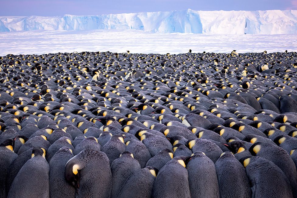 pinguino imperatore