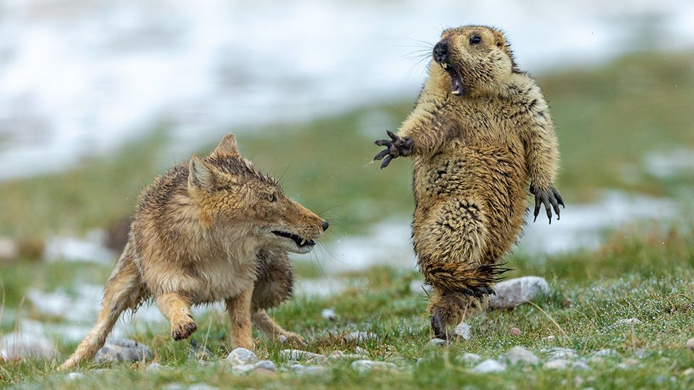 volpe marmotta