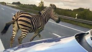 zebra germania
