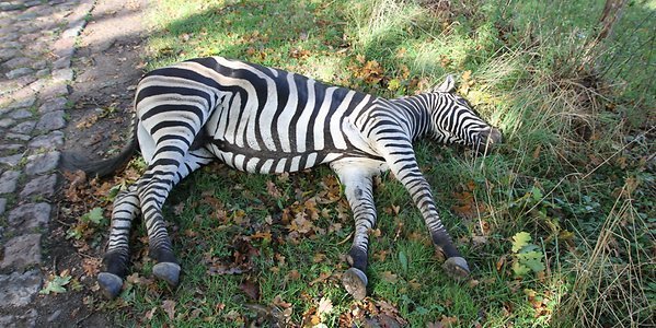 zebra germania