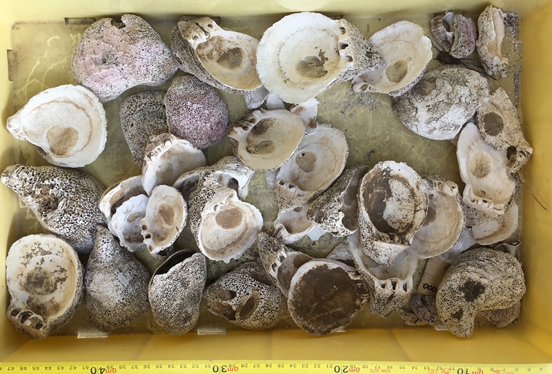 Luni scoperta