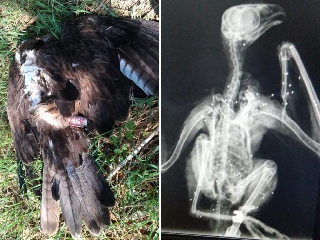 aquila bonelli uccisa sicilia