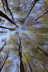 foreste boschi alberi ambiente