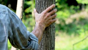 foreste boschi alberi ambiente