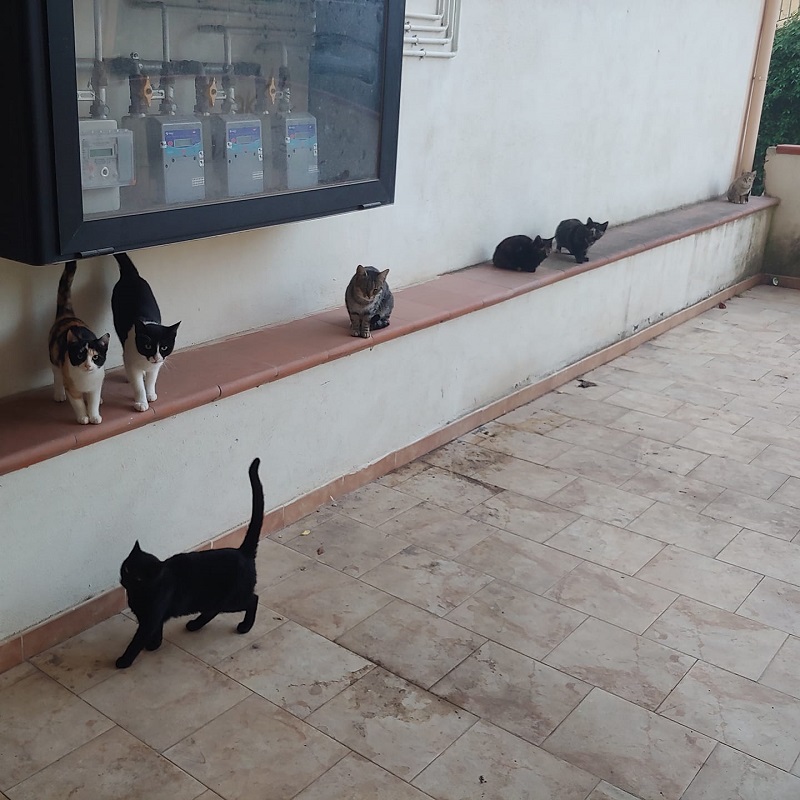 gatti murati vivi rossano