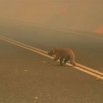 Australia, gli incendi decimano i koala: donna corre tra le fiamme per salvarne uno, “urlava e piangeva” [FOTO e VIDEO]
