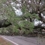 Maltempo Puglia, il Ciclone Mediterraneo flagella le Murge: sradicati alberi secolari, gravi danni a Santeramo in Colle [FOTO]