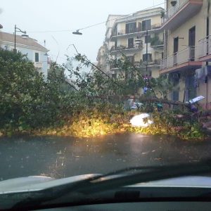 maltempo calabria crotone albero