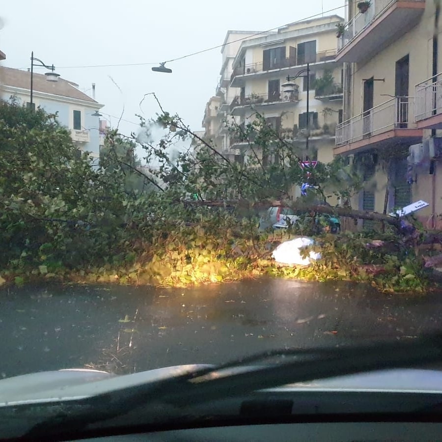 maltempo calabria crotone albero