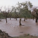 Maltempo, situazione critica in Puglia: Murge sott’acqua, oliveti allagati e alberi secolari sradicati [FOTO]