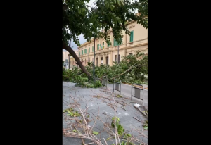 messina alberi