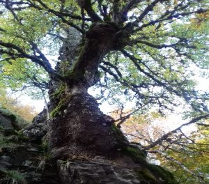 quercia aspromonte