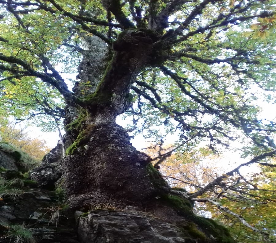 quercia aspromonte