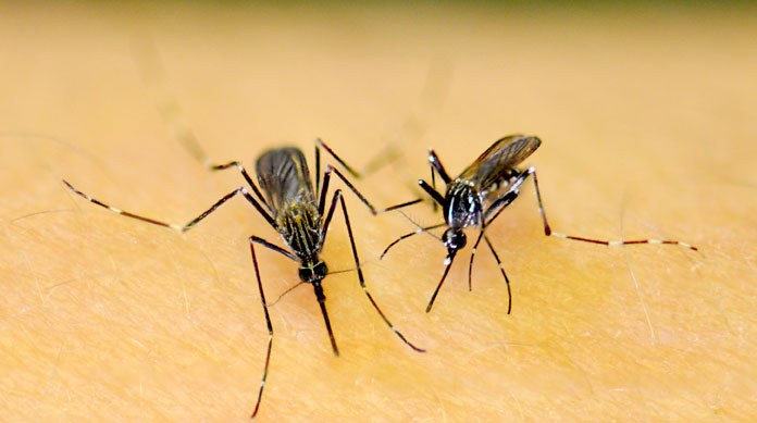 Aedes Koreicus zanzara coreana