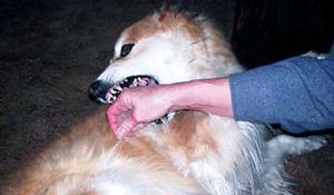 MORSO CANE