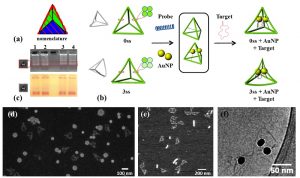 Origami di DNA per diagnosi non invasive