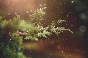 albero natale vero
