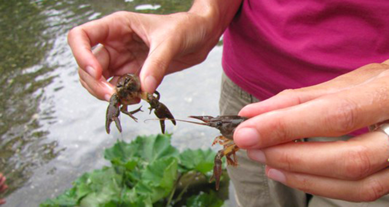 Gamberi di fiume