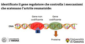 gene identificato artrite 