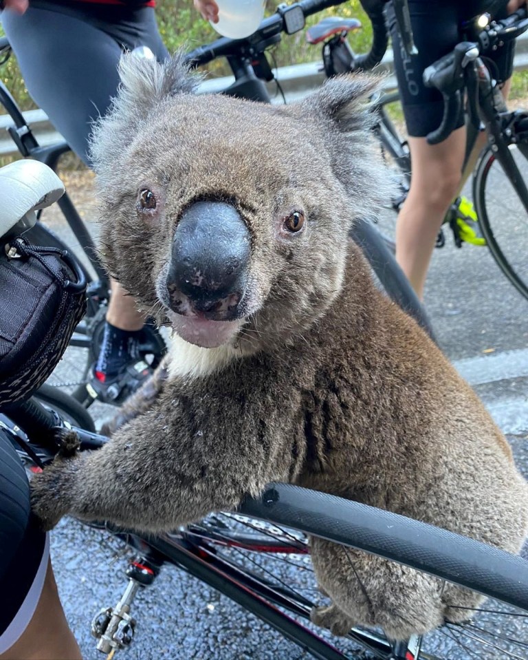 koala incendi