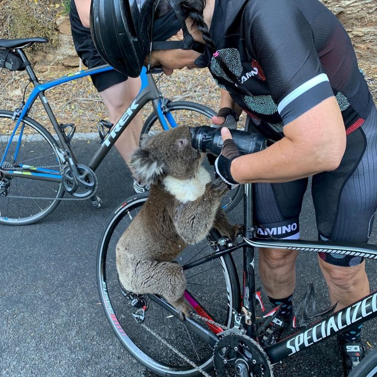 koala incendi