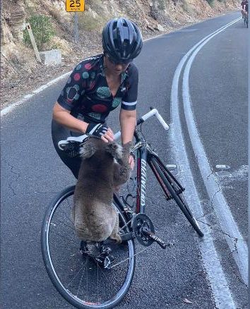 koala incendi