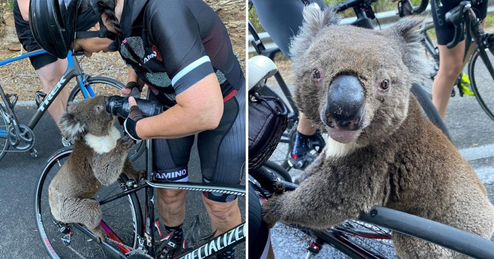 koala incendi