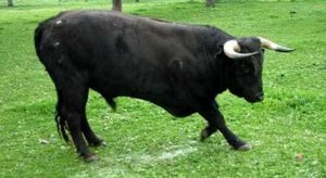 toro