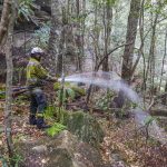Incendi in Australia: una missione segreta per salvare 200 pini “preistorici” [FOTO]