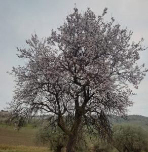 Mandorli fioriti