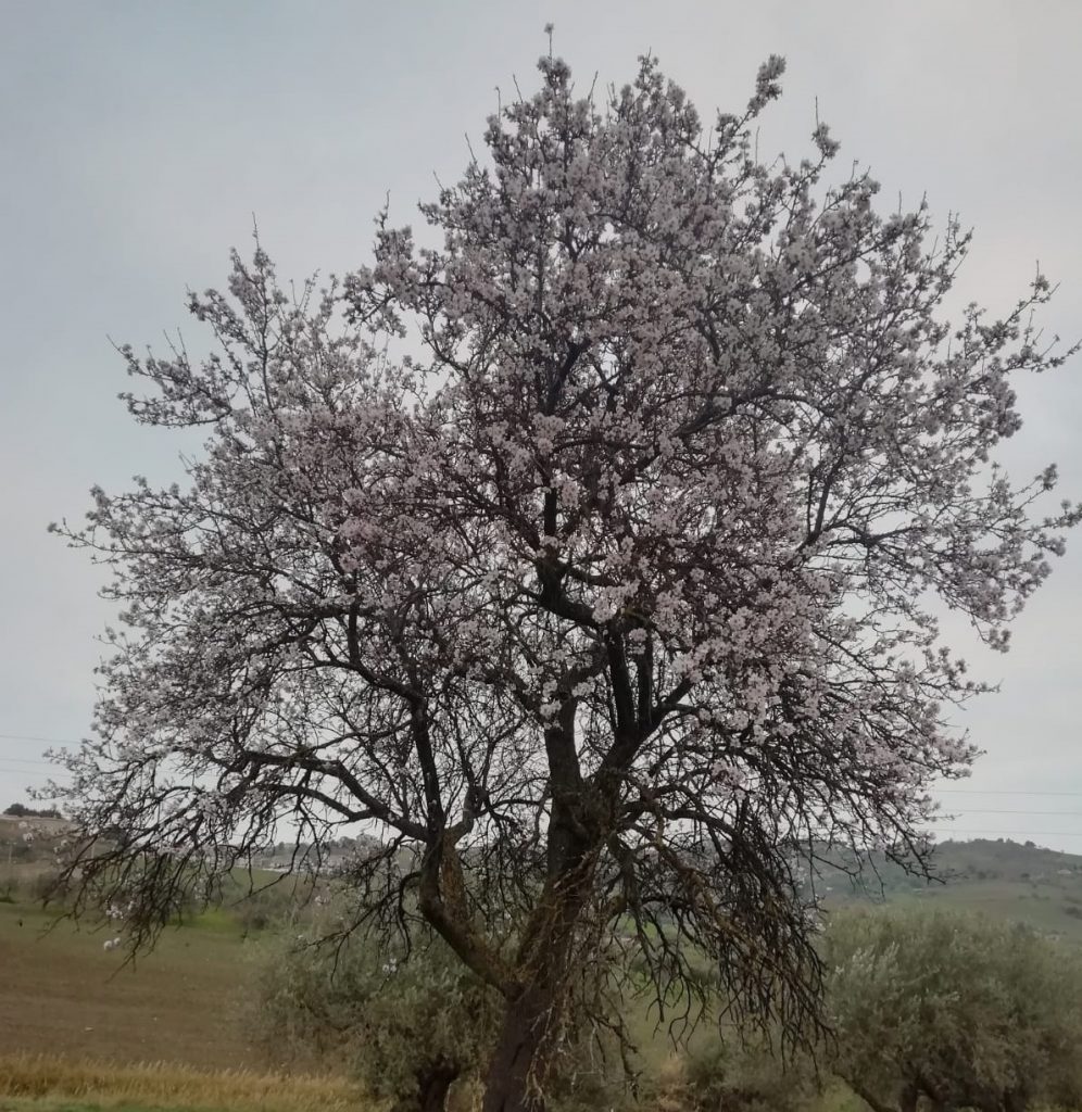 Mandorli fioriti