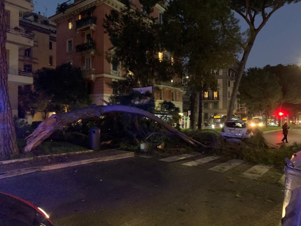 albero caduto roma