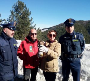 falco pellegrino sila