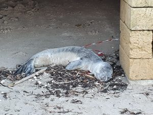 foca monaca
