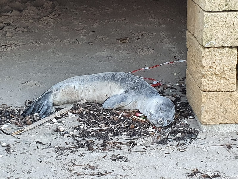 foca monaca