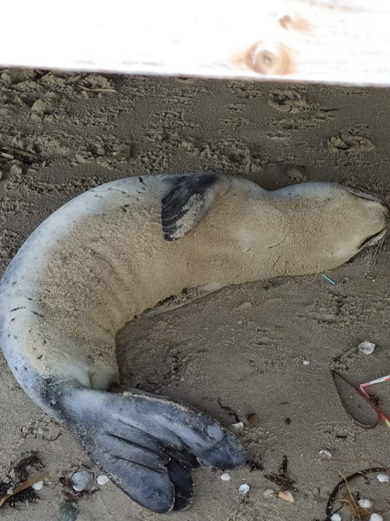 foca monaca