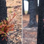Incendi Australia, l’allarme degli ambientalisti per le foreste decimate dalle fiamme ma il “bush” è “fatto per bruciare” e sta già ricrescendo [FOTO]