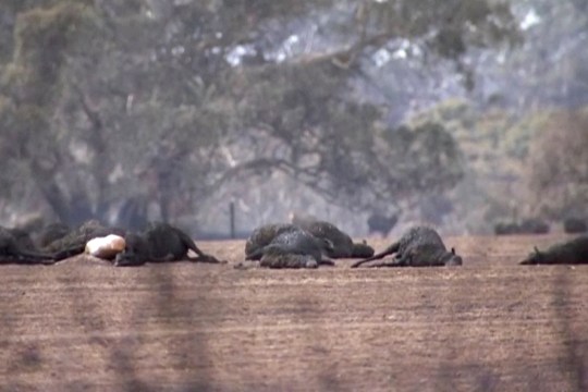 incendi australia