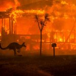 Incendi Australia, si teme mezzo miliardo di animali morti: canguri in fuga dalle fiamme, koala e cacatua carbonizzati [FOTO e VIDEO]