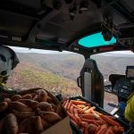 Incendi Australia, migliaia di chili di verdure fresche lanciate dagli aerei in soccorso degli animali in difficoltà [FOTO]