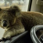 Incendi Australia, piccolo koala sale a bordo di un’autocisterna d’acqua e beve dalla bottiglia: “Un raggio di sole in questo incubo” [FOTO]