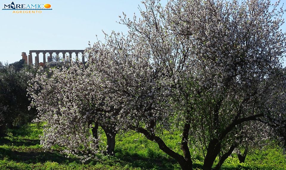 mandorli in fiore agrigento
